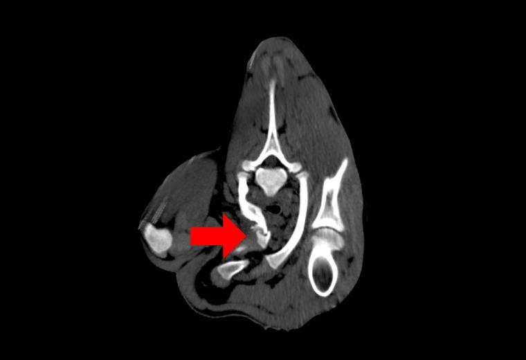 Figure 6-1: CT image of rib fracture in a calf