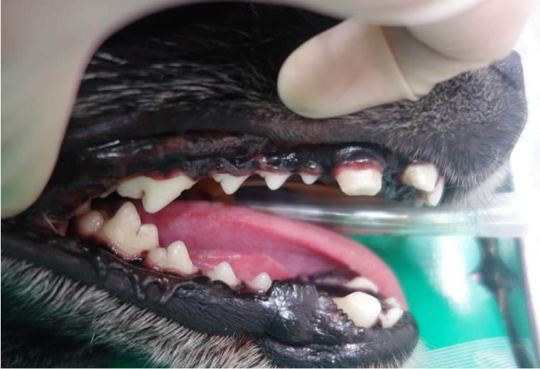 Figure 16: Vital pulpotomy (canine tooth resection)