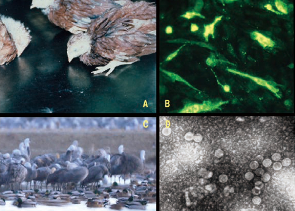 家禽および野鳥の感染症とその病原体検索