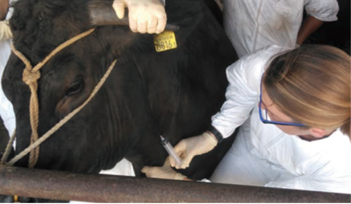 牛群検診のための肥育牛の採血