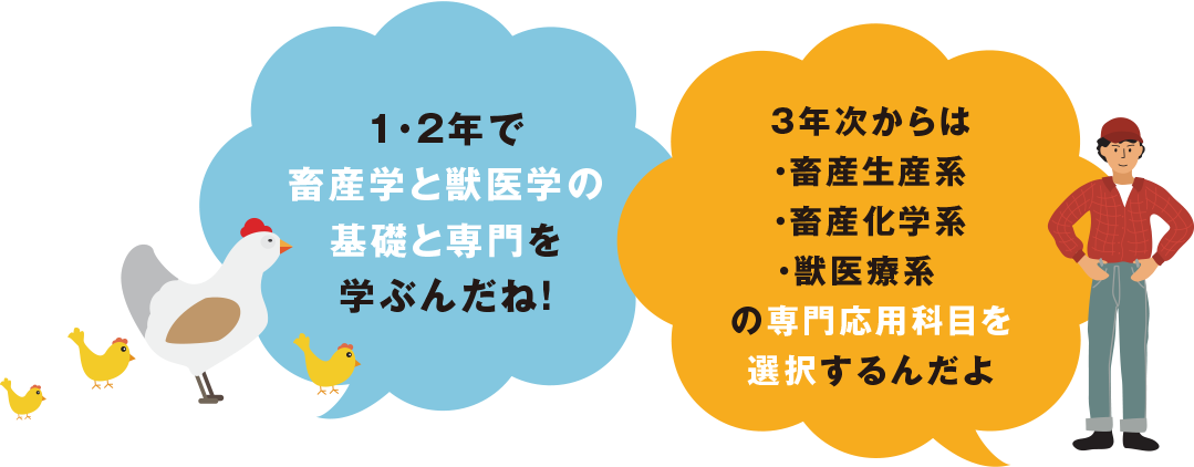 1・2年で畜産学と獣医学の基礎と専門を学び、３年次から畜産生産系・畜産化学系・獣医療系の専門応用科目を選択します。